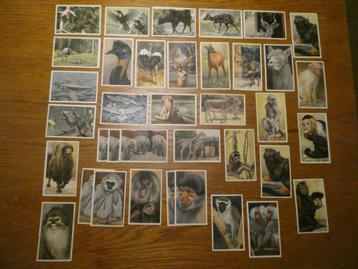 Uit Verkade’s album Apen en Hoefdieren in Artis (1940) beschikbaar voor biedingen