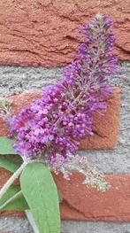 Vlinderstruik, Buddleja davidii Bio, Tuin en Terras, Ophalen, Vlinderstruik, Struik, 100 tot 250 cm