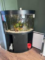 Juwel Trigon 190 aquarium, Dieren en Toebehoren, Ophalen, Gebruikt, Leeg aquarium