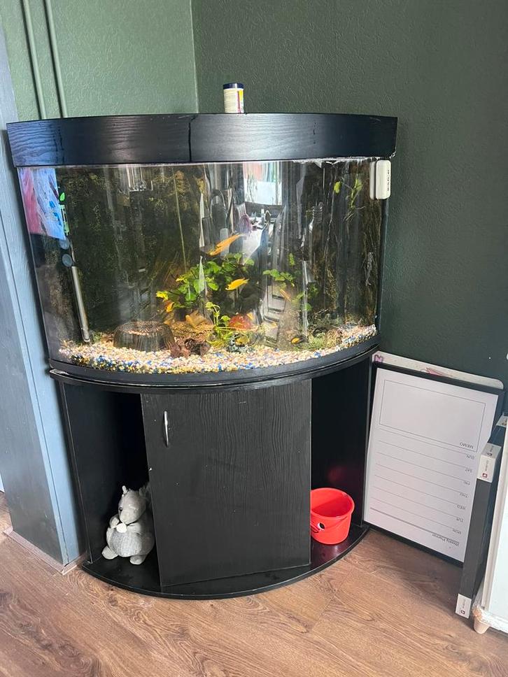 Juwel Trigon 190 aquarium, Dieren en Toebehoren, Vissen | Aquaria en Toebehoren, Gebruikt, Leeg aquarium, Ophalen