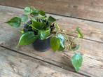 Philodendron hederaceum / kamerplant, Ophalen, Halfschaduw, Minder dan 100 cm