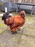 Zijdehoen haan, Dieren en Toebehoren, Pluimvee, Mannelijk, Kip