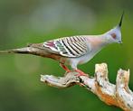 Sierduiven, Dieren en Toebehoren, Vogels | Overige Vogels, Meerdere dieren, Geringd