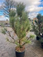 Pinus in pot - Sierlijke dennenboom voor uw tuin, Tuin en Terras, Planten | Bomen, Bloeit niet, Overige soorten, 100 tot 250 cm