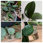 Hoya Bella, Silver Coin, Mathilde, Quinquenervia bladstekken, Huis en Inrichting, Ophalen of Verzenden, Halfschaduw, Minder dan 100 cm