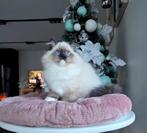 Ragdoll, Kater, Gechipt, 0 tot 2 jaar