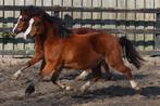 Twee prachtige 2 jr bruine Welsh A merries, Dieren en Toebehoren, Pony's, Merrie, B pony (1.17m tot 1.27m), Met stamboom, 0 tot 2 jaar