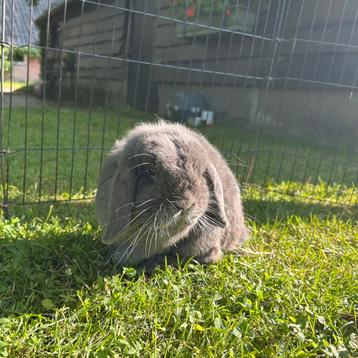 Lieve ram Olly, NHD 4 jaar beschikbaar voor biedingen