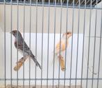 Koppels harlekijn kanaries, Dieren en Toebehoren, Vogels | Kanaries, Meerdere dieren, Kleurkanarie