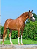Allerliefste e-pony merrie, Dieren en Toebehoren, Pony's, Merrie