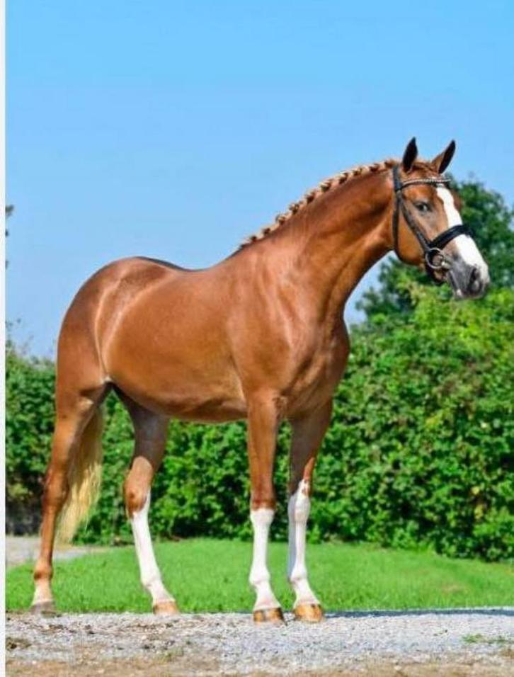 Allerliefste e-pony merrie, Dieren en Toebehoren, Pony's, Merrie