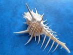 Schelpen: Murex nigrospinosus Reeve f++g 80-90mm+, Verzenden, Schelp(en)