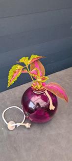 Siernetel (Coleus) stek, opvallende bladeren in olielamp, Huis en Inrichting, Kamerplanten, Ophalen, Overige soorten, Minder dan 100 cm
