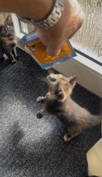 De kitten goed voeren