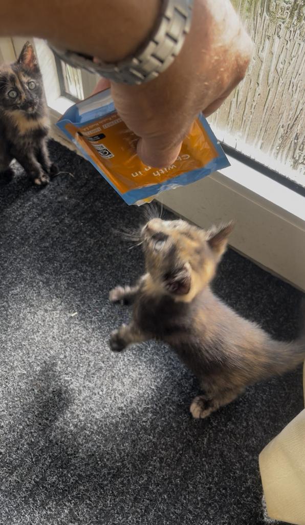 De kitten goed voeren, Dieren en Toebehoren, Katten en Kittens | Raskatten | Korthaar, Kater, 0 tot 2 jaar