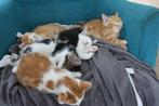 4 lieve kittens te koop, Dieren en Toebehoren, Katten en Kittens | Raskatten | Korthaar, Meerdere dieren, 0 tot 2 jaar