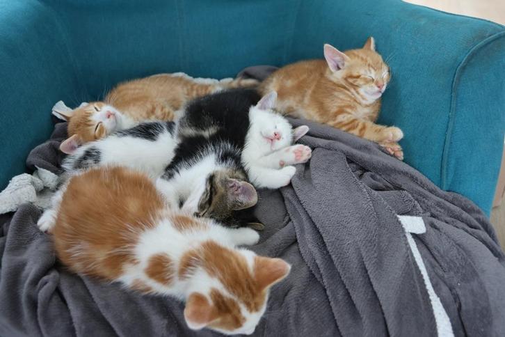 4 lieve kittens te koop, Dieren en Toebehoren, Katten en Kittens | Raskatten | Korthaar, Meerdere dieren, 0 tot 2 jaar
