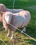 Jonge (dek)ram, Dieren en Toebehoren, Schapen, Geiten en Varkens, Mannelijk, Schaap