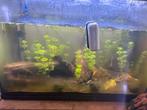 Volledig Garnalen aquarium met intichting, Dieren en Toebehoren, Vissen | Aquaria en Toebehoren, Ophalen, Gebruikt, Gevuld zoetwateraquarium