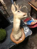 Herten kop, Ophalen of Verzenden