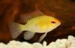 Ramirezi gold XL - Koidream Valburg, Vis, Zoetwatervis