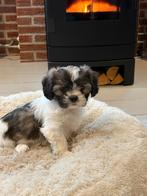 Sociale en speelse boomer pups, Dieren en Toebehoren, Honden | Chihuahua's en Gezelschapshonden, Overige rassen, 8 tot 15 weken