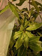 Laulier stekken ongv 50 st voor kweker, Tuin en Terras, Ophalen, Overige soorten, Volle zon