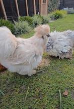 Mooie zijdehoen kriel HAAN, Dieren en Toebehoren, Pluimvee, Mannelijk, Kip
