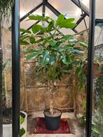 Grote schefflera op stam! 230cm
