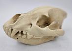 Replica schedel hyena PREPARATENSHOP, Verzamelen, Dierenverzamelingen, Ophalen of Verzenden, Zo goed als nieuw, Schedel