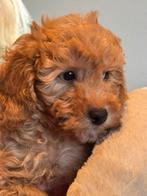 Beeldschone mini Maltipoo pups! Geschikt bij allergie, Poedel, Nederland, CDV (hondenziekte), 8 tot 15 weken