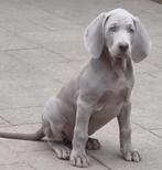 Weimaraner pup, CDV (hondenziekte), 8 tot 15 weken, Eén hond, Nederland
