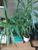 Yucca plant, Yucca, 150 tot 200 cm, Halfschaduw, In pot