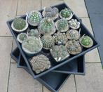 cactus kweekbak - planten zaai kist - moestuin, Ophalen of Verzenden, Cactus, Volle zon, Minder dan 100 cm