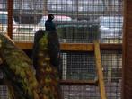 Zwartvleugel pauwen | Bijzondere kleur, diverse leeftijden!, Meerdere dieren, Overige soorten