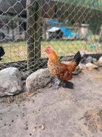 3 hanen gratis af te halen, Dieren en Toebehoren, Pluimvee, Mannelijk, Kip