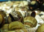 Rabbit snale - leuke grote toren slakken voor je aquarium., Dieren en Toebehoren, Vissen | Aquariumvissen, Zoetwatervis, Vis