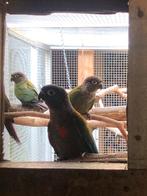 Pyrrhura perlata 2025, Dieren en Toebehoren, Vogels | Parkieten en Papegaaien, Meerdere dieren, Parkiet, Geringd