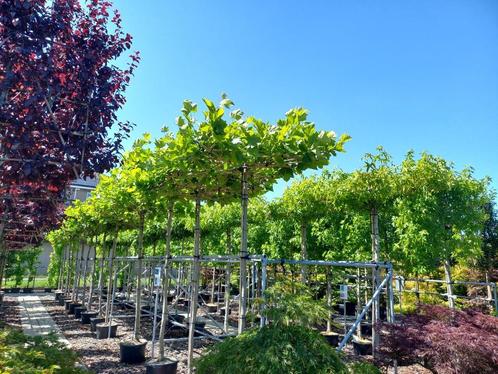 dak bomen, lei bomen, bol bomen, Amberboom, Plataan, linde, Tuin en Terras, Planten | Bomen, Volle zon, Ophalen