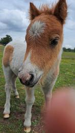 Mini Shetlanders, Dieren en Toebehoren, Pony's, Hengst, A pony (tot 1.17m), Gechipt, 0 tot 2 jaar