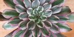 Aeonium Pink Glow, Minder dan 100 cm, Ophalen of Verzenden, Halfschaduw, Groene kamerplant