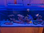 Red sea reefer 750 G2, Ophalen, Zo goed als nieuw