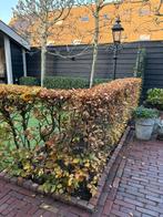 Beukenhaag 5,5 meter, Tuin en Terras, Planten | Struiken en Hagen, Ophalen, Beukenhaag, Haag, 100 tot 250 cm