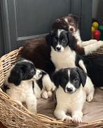 Heel bijzondere BORDER COLLIE x FRIESE STABIJ pups, Parvo, Nederland, 8 tot 15 weken, Meerdere