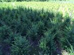 Taxus baccata v.a. € 1,30 p/st, Ophalen, Taxus, Haag