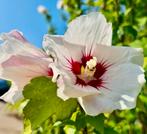 Hibiscus, chinese roos, Altheastruik, winterhard, Ophalen of Verzenden, Zomer, Overige soorten, Halfschaduw