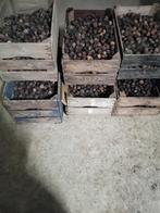 Ongesorteerde Walnoten, Tuin en Terras, Ophalen, Minder dan 100 cm, Overige soorten