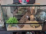 Westelijke haakneus slang inclusief terrarium etc., Dieren en Toebehoren, Reptielen en Amfibieën | Toebehoren, Ophalen, Zo goed als nieuw