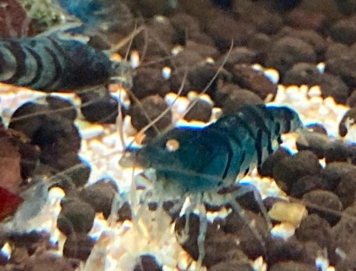 Tiger Orange Eyes garnalen HQ | Caridina, Dieren en Toebehoren, Vissen | Aquariumvissen, Zoetwatervis, Kreeft, Krab of Garnaal