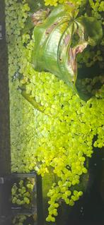 Floating Plants, Dieren en Toebehoren, Ophalen of Verzenden, Plant(en), Steen of Hout